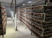 Satılır 13 otaqlı 15000 m2 obyekt Fatmayı