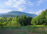 Satılır 20 sot torpaq Qəbələ