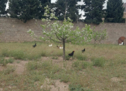 Satılır 10.4 sot torpaq Binə