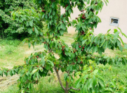 Satılır 6 otaqlı 180 m2 bağ evi Quba