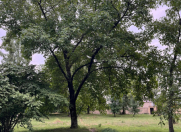 Satılır 10 sot torpaq Qəbələ