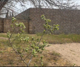 Satılır 9 sot torpaq Maştağa