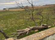 Satılır 6 sot torpaq Badamdar