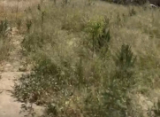 Satılır 10 sot torpaq Şüvəlan