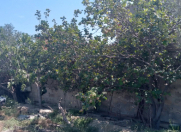 Satılır 7 sot torpaq Kürdəxanı