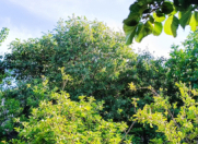 Satılır 6 sot torpaq Saray