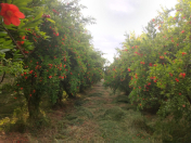 Satılır 200 sot torpaq Ucar