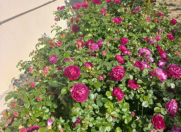 Satılır 3 otaqlı 120 m2 bağ evi Novxanı