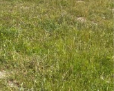 Satılır 8 sot torpaq Novxanı