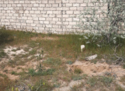 Satılır 4 sot torpaq Biləcəri