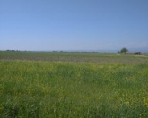 Satılır 105 sot torpaq Neftçala