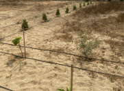 Satılır 25 sot torpaq Sea Breeze Resort