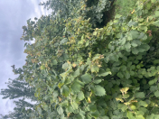 Satılır 210 sot torpaq Xaçmaz