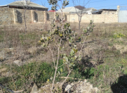 Satılır 7 sot torpaq Sumqayıt