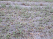 Satılır 97 sot torpaq Göyçay