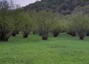 Satılır 121 sot torpaq Qəbələ