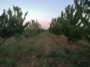 Satılır 90 sot torpaq Xaçmaz