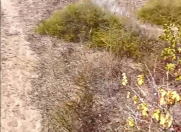 Satılır 12 sot torpaq Sea Breeze Resort