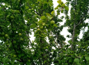 Satılır 35 sot torpaq Xaçmaz