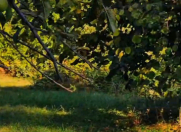 Satılır 20 sot torpaq Qəbələ