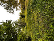 Satılır 32 sot torpaq Qəbələ