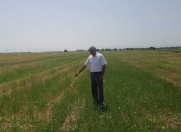 Satılır 27 sot torpaq Sabirabad