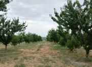 Satılır 4 sot torpaq Şabran