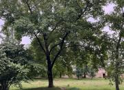 Satılır 10 sot torpaq Qəbələ