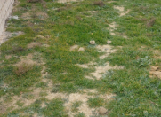 Satılır 3 sot torpaq Masazır