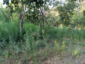 Satılır 2 otaqlı 2400 m2 həyət evi Bərdə