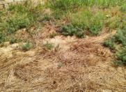 Satılır 3.5 sot torpaq Məhəmmədli