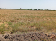 Satılır 351 sot torpaq Kürdəmir