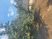 Satılır 18 sot torpaq Xaçmaz