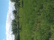 Satılır 20 sot torpaq Zaqatala