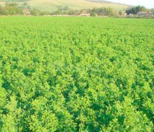 Satılır 2000 sot torpaq Zaqatala