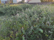 Satılır 6 sot torpaq Lənkəran