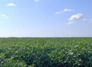 Satılır 50000 sot torpaq Biləsuvar