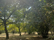 Satılır 10 sot torpaq Qəbələ