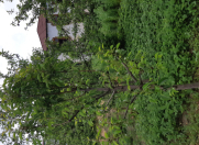 Satılır 4 otaqlı 100 m2 bağ evi Qusar