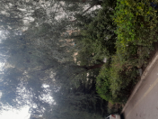 Satılır 11 sot torpaq Biləcəri