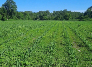 Satılır 2600 sot torpaq Qax