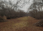 Satılır 44 sot torpaq Zaqatala