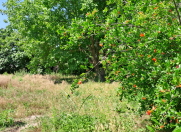 Satılır 10 sot torpaq Bərdə