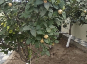 Satılır 2 otaqlı 34 m2 həyət evi Asan Xidmət-6