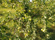 Satılır 1 sot torpaq Xaçmaz