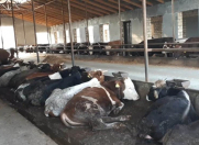 Satılır 4 otaqlı 450 m2 obyekt Xaçmaz