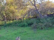 Satılır 10 sot torpaq Göygöl