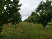 Satılır 70 sot torpaq Xaçmaz