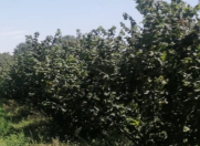 Satılır 100 sot torpaq Xudat