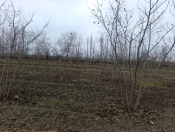 Satılır 14.5 sot torpaq Qusar